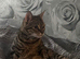 Gorgeous Bengal Female