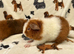 Assorted baby boar guinea pigs
