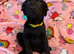 Black labs