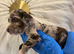Beautiful Little of cockerspaniel puppies