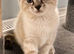 Norwegian forest cat cross