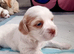 Tytuł;Adorable Hybrid Puppies – Cockapoo( maltipoo)