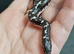Baby kenyan sand boas