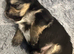 Three Chihuahua boys for sale