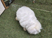 Bichon Maltese For Sale
