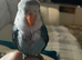 Beautiful semi tame lovebird a male
