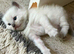 Pure Ragdoll Kittens