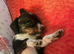 Parson russell cross chihuahua puppy for sale