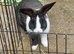Male lionhead cross rabbits