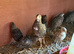 Coturnix and Caledon quails mixed