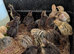 Coturnix Quail chicks