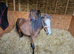 Welsh section A pony