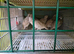 Bobwhite for sale