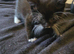 Cute & Playful Kittens Ready for New Homes