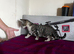 Gorgeous female kitten