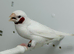 Albino cut throat male finch for sale