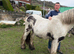 Mini cob gelding