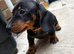 Dachshund puppies READY NOW