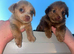 Jack Russells