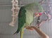 Female Alexandrine dna proven