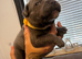Beautiful blue Staffordshire bull terrier