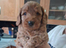 1 wonderfull male cockerpoos