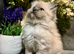 Ragdoll/persian mixed breed