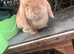Female mini lop