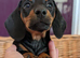 SOLID BLACK MINI DACHSHUNDS READY NOW