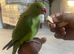 Indian ringneck