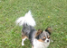 Beautiful chihuahua boy