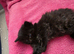Ragdoll x domestic, 1 Girl available.