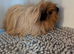 2 female guinea pigs