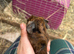 2 baby boy guiena pigs