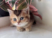 British Shorthair kittens