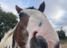 3 yo Clydesdale x Warmblood