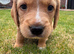 Beagle/Red Fox Lab x Red Fox Lab puppies