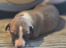 KC Reg Whippet Puppies