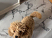 Apricot Toy poodle pup male