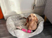 Dachshund Females
