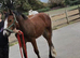 Cob filly foal
