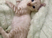 Pedigree Snow Bengal Kittens Ready Now - Seal Lynx Point + Seal Mink. TICA Parents