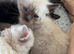 Lovely cute Siamese cross