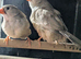 Black breasted fawn split orange breasted hens