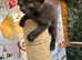 SEMI LONG HAIRED MALE KITTENS AND TORTIE FEMALE KITTEN