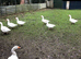 Pair of Embden Geese for sale &pound;80