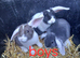 Mini lop bunnies