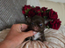 Quality chihuahua longcoat chocolate puppies
