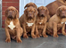 4 months old kc reg bitch