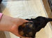 Yorkshire terrier ( BOY )